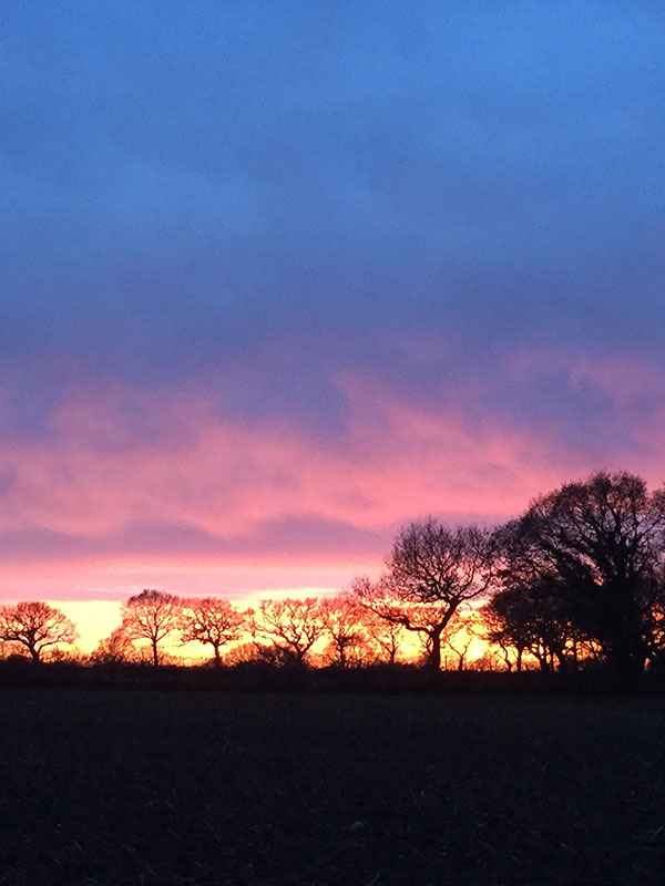 Trees on the horizon at sunrise