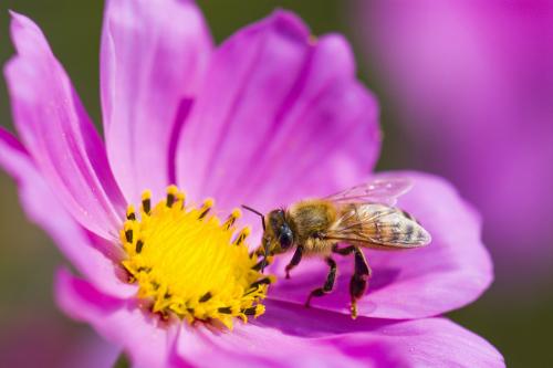 Mawdesley In Bloom - Closing Date 29/08/25